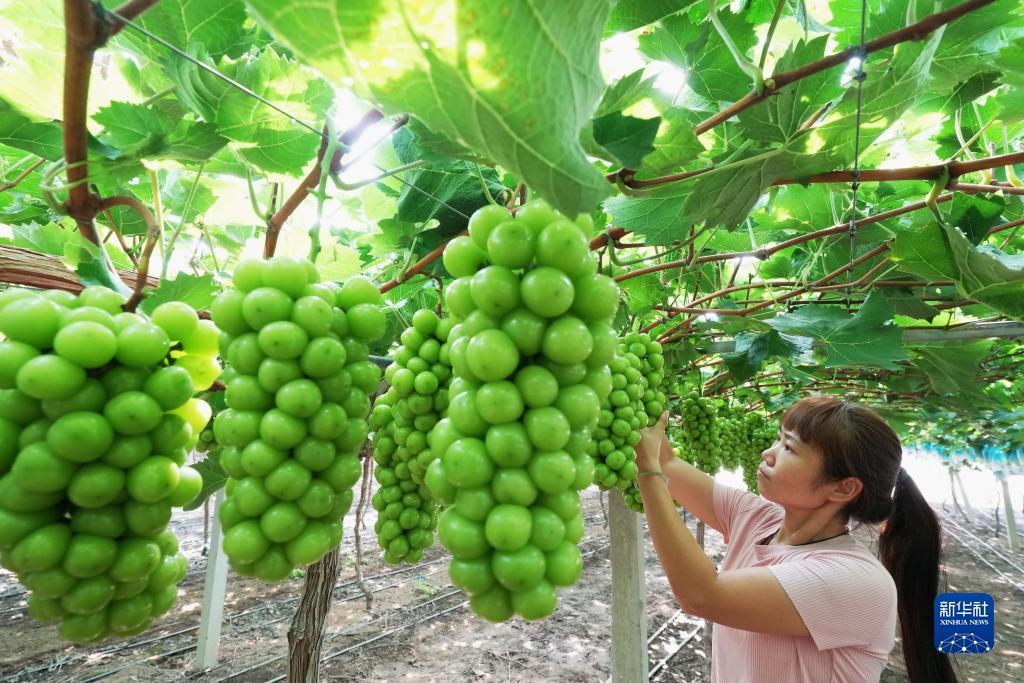 金沙免费送68彩金